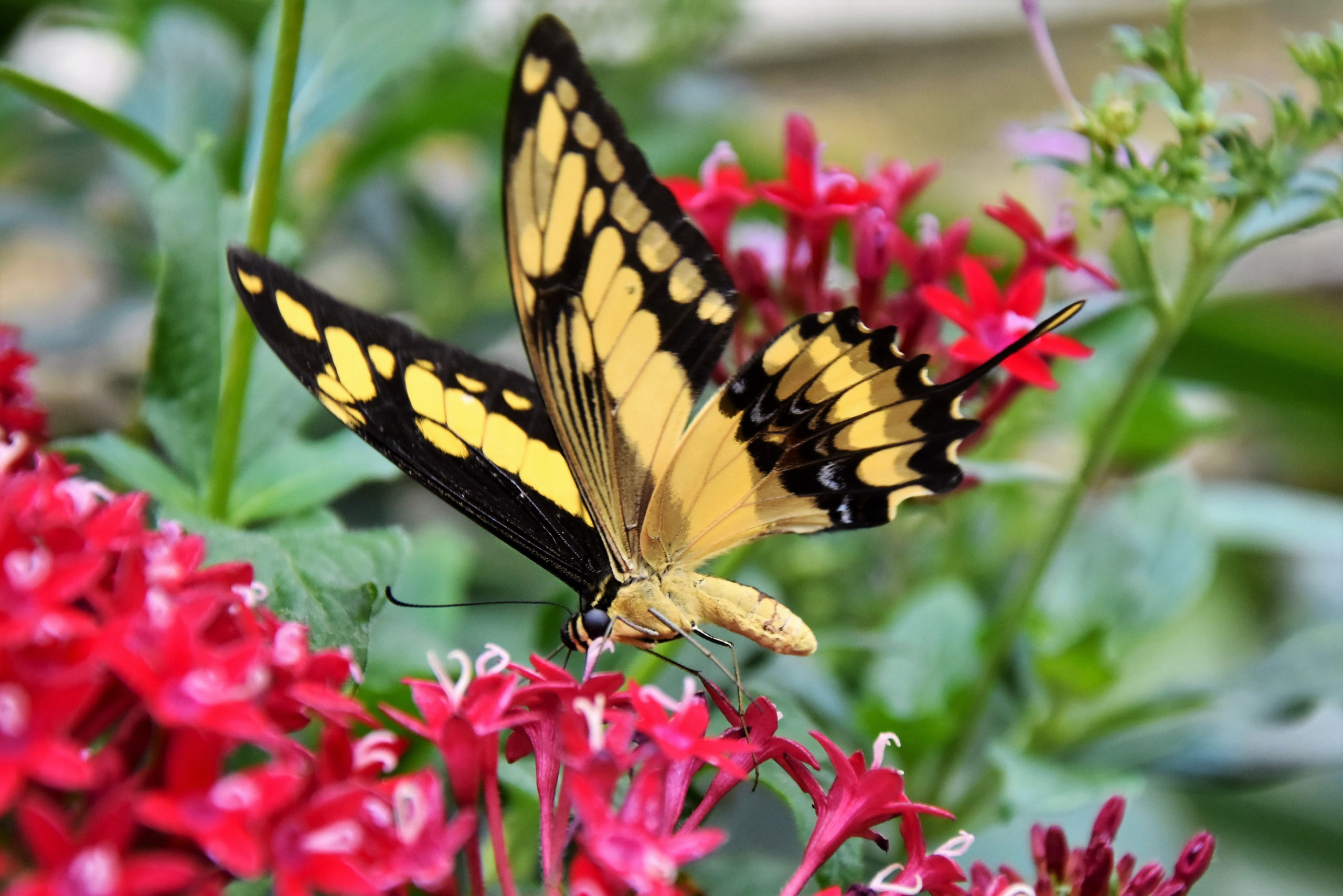 Yellow-Butterfly-on-Flowers - CuriOdyssey