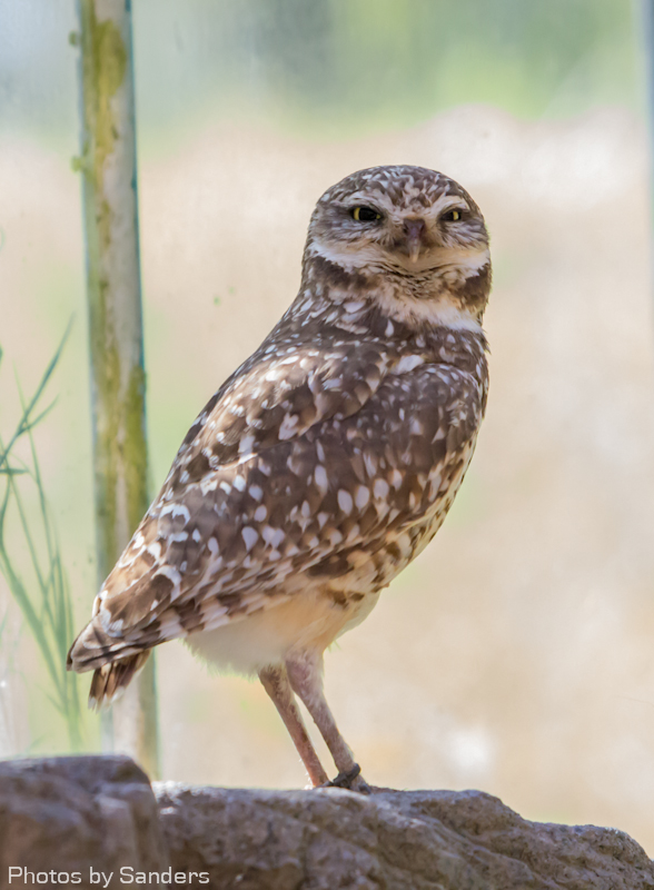 Burrowing owl