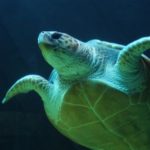 Sea turtle swims underwater