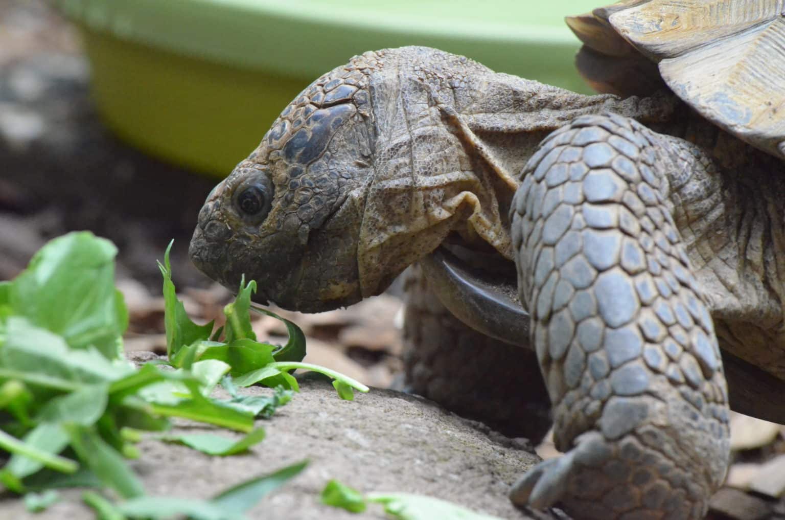 desert tortoise eating dandelion leaves CuriOdyssey