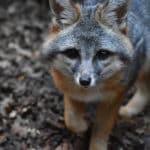 Gray fox at CuriOdyssey