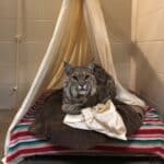 Frankie the Bobcat Recovering