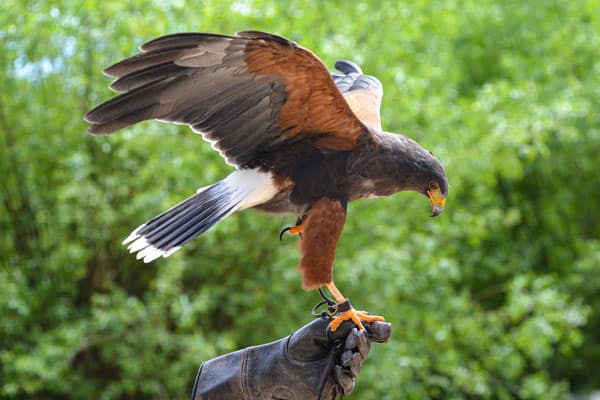 Harris's Hawk with wings outstretched, perched on glove