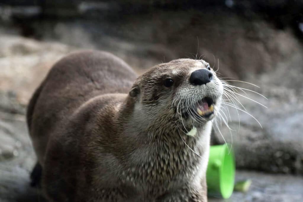 Otter with mouth open