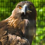 Photo of Ishta, one of CuriOdyssey's two golden eagles.