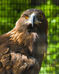 Photo of Ishta, one of CuriOdyssey's two golden eagles.