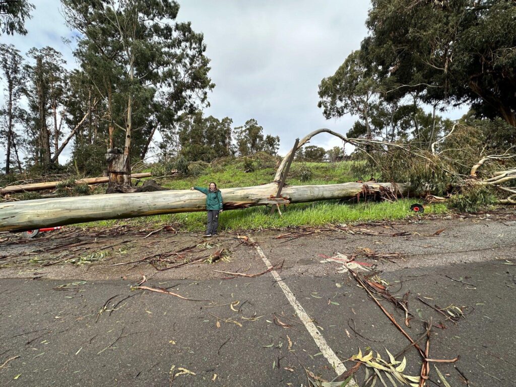 Blog post author Kate Sulzner stands next to one of the fallen trees at CuriOdyssey: a harbinger of climate change.