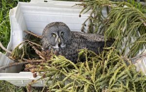 Great Great Owl Faora sitting on her nest.