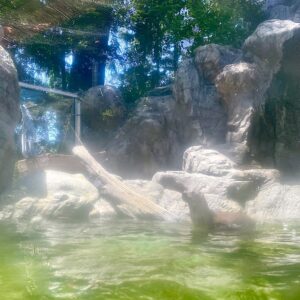 North American river otter Gunner swims in his enclosure. His replacement viewing window can be seen in the background.