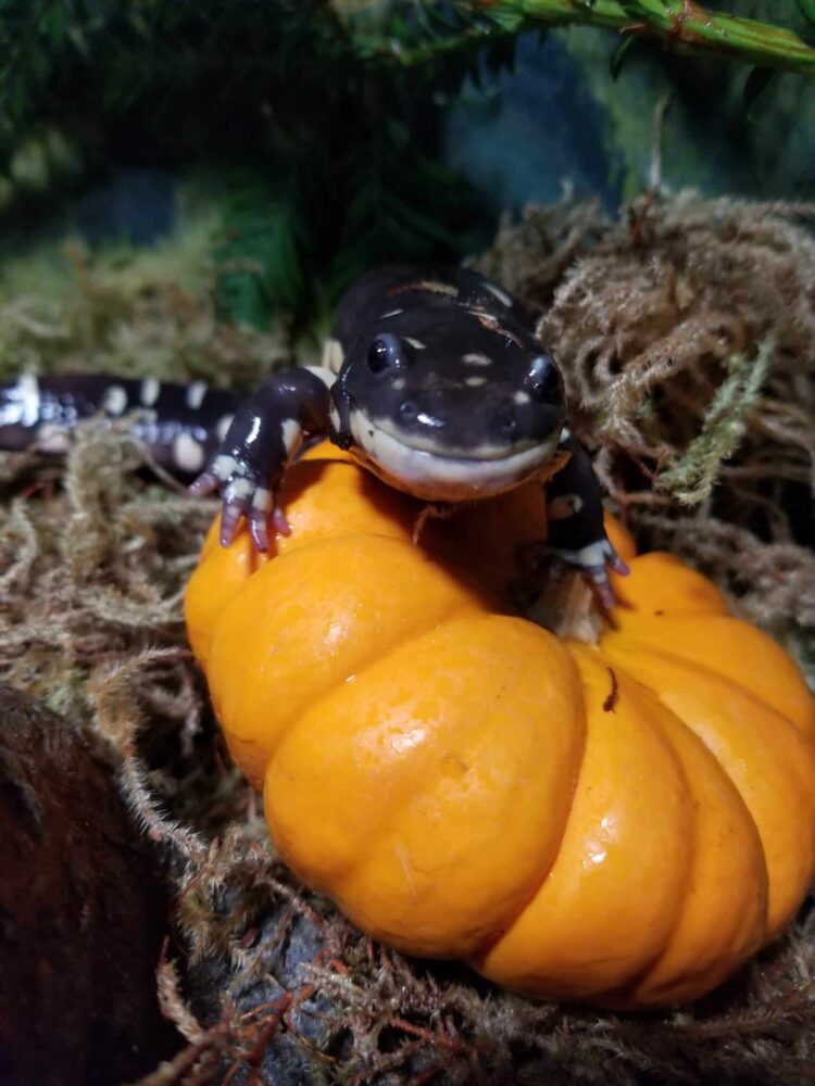Salamander AA