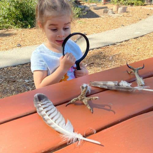 A preschool girl looks down at two different eagle feathers and preserved eagle claws. She holds a magnifying glass