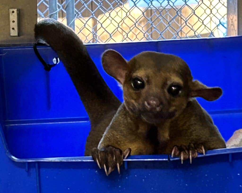 Jerry the Kinkajou peeks over the edge of a blue crate in his enclosure