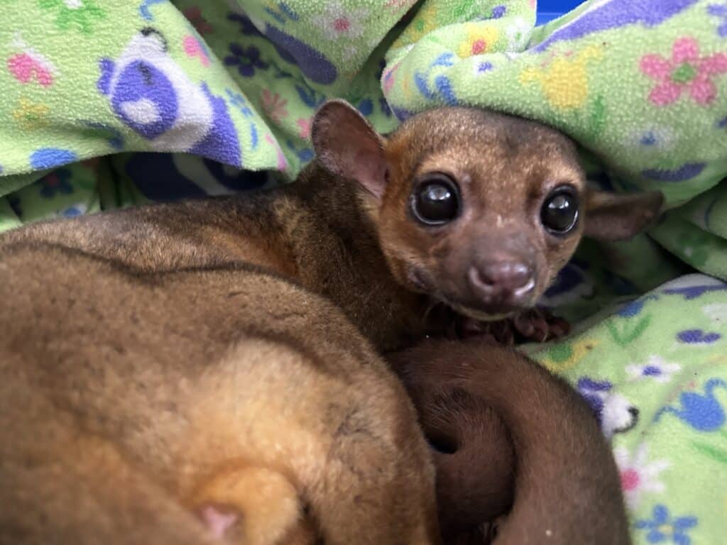 Jerry the kinkajou stares at the camera from his nest of blankets in quarantine