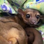 Jerry the kinkajou stares at the camera from his nest of blankets in quarantine
