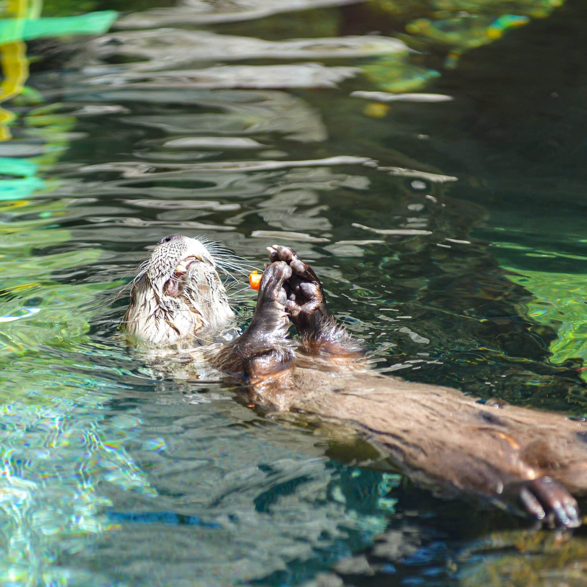 River otter floating on its back while eating a carrot