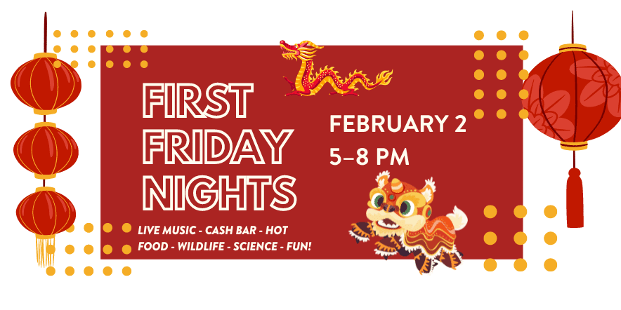 Dragon, lion, festive lanterns. First Friday Nights. February 2 from 5 to 8 PM. Live music, cash bar, hot food, wildlife, science, fun!