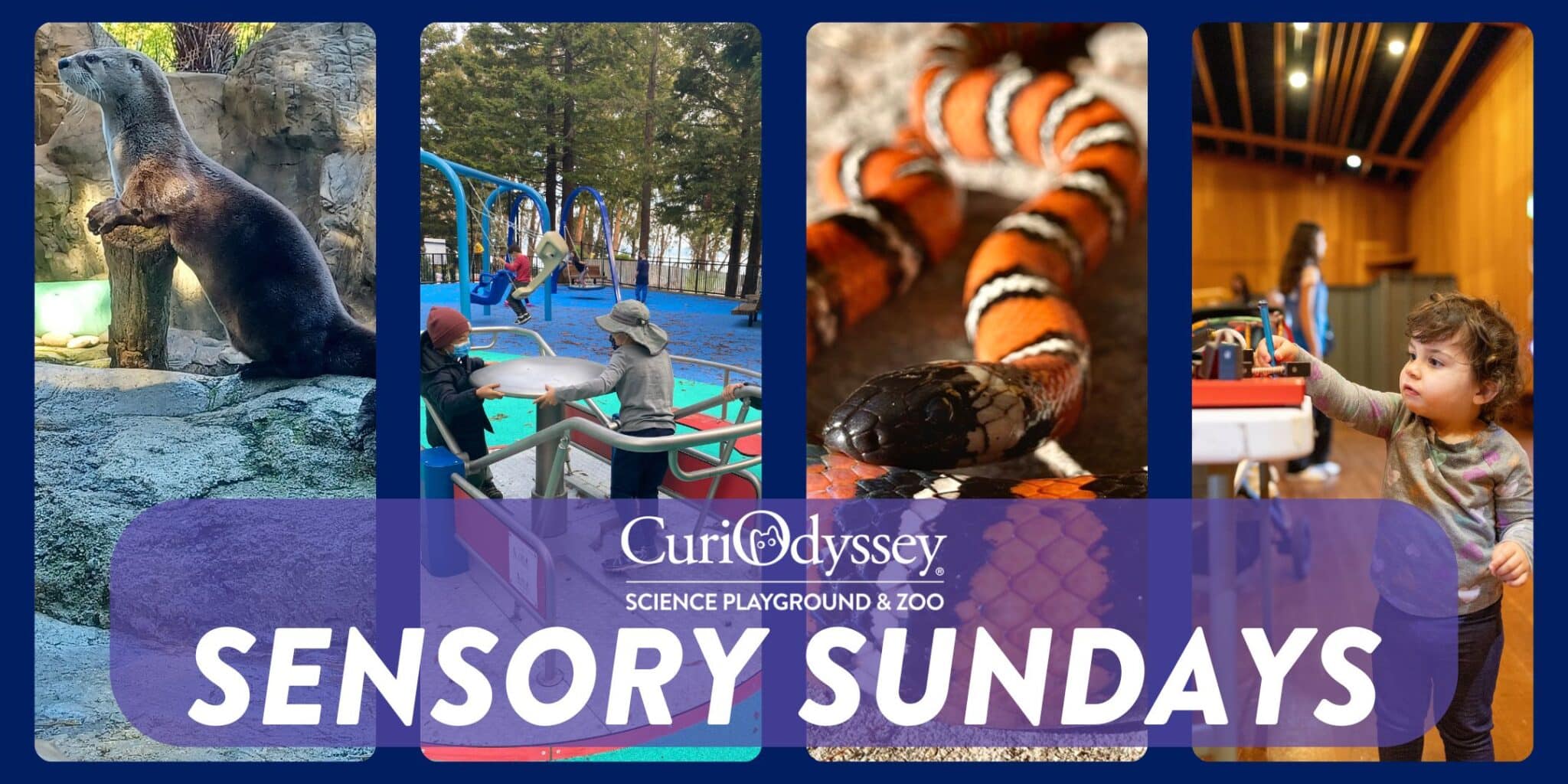 Collage of animals and hands-on science activities available at CuriOdyssey.