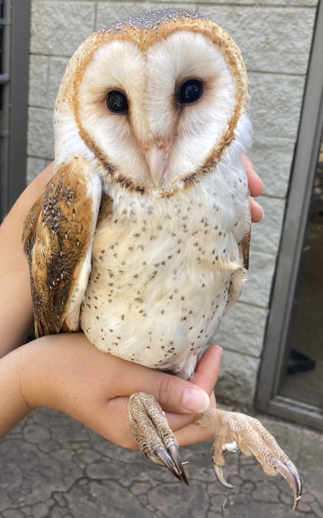 A Call to Action: Protecting Local Raptors - CuriOdyssey