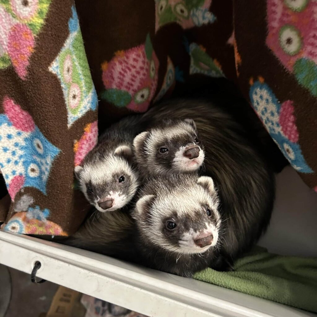 Three domestic ferrets cuddle together in a blanket. They all stare into the camera inquisitively.