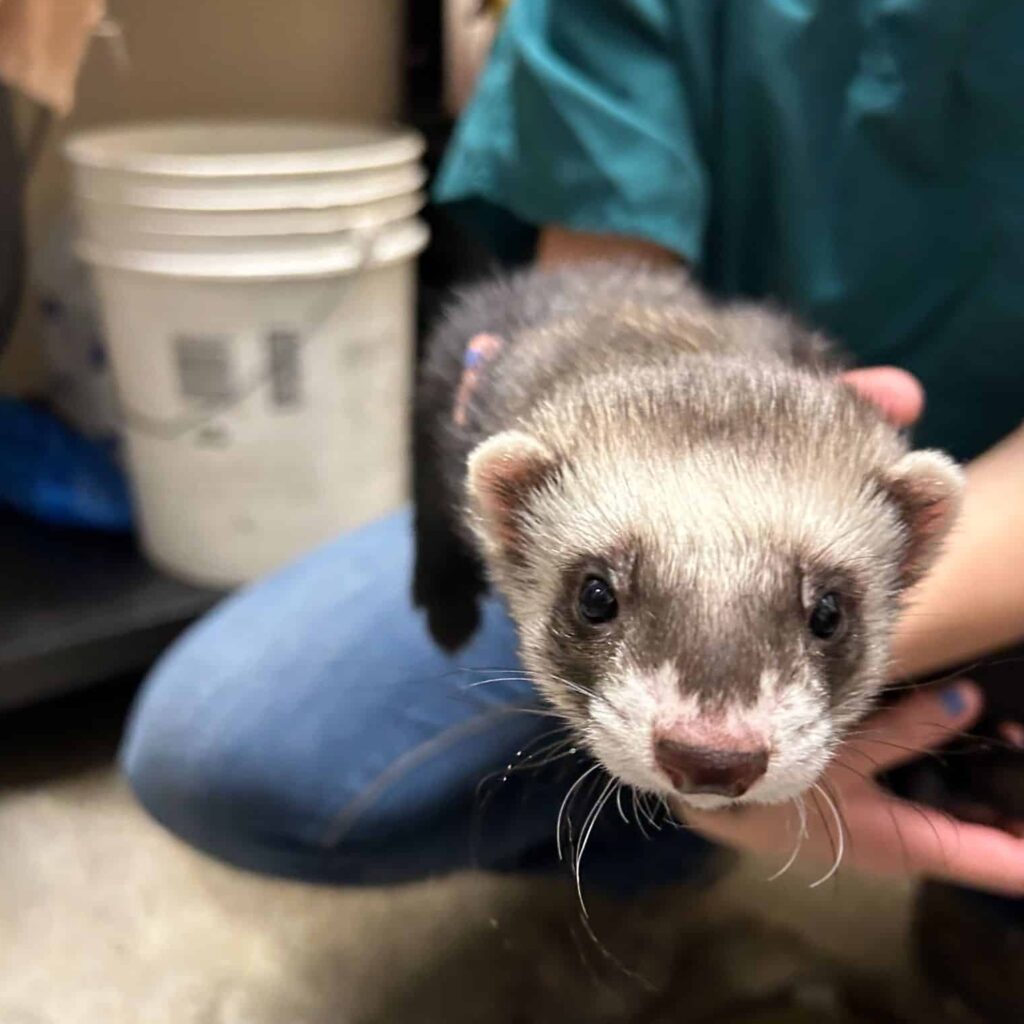 A domestic ferret, being held by staff. It stares inquisitively into the camera.