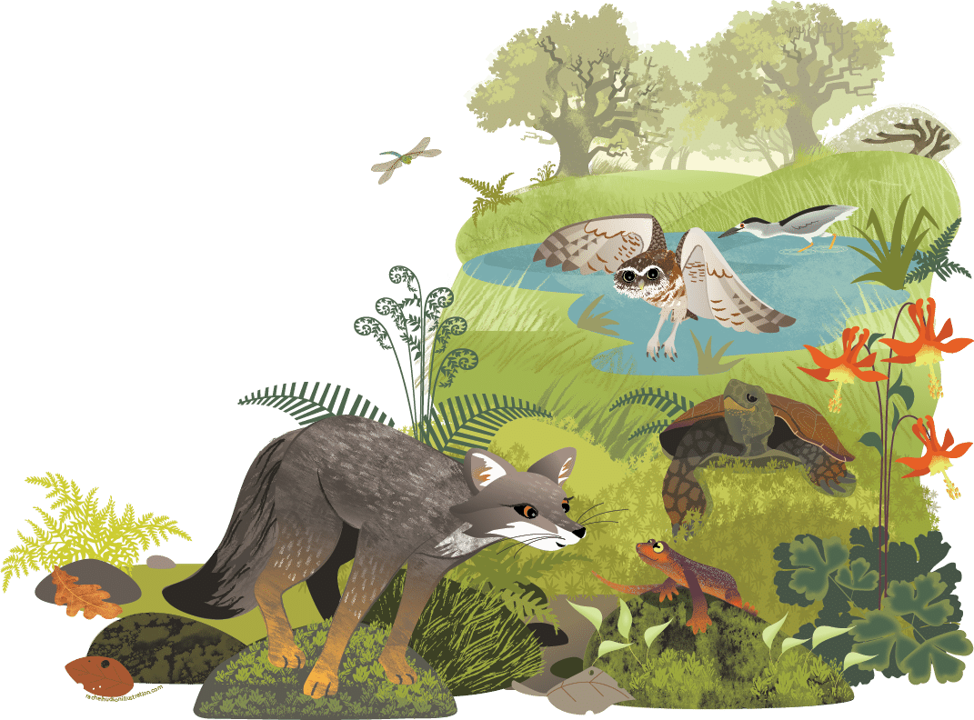 Illustration of CuriOdyssey Nature Story Loop. A fox, a tortoise, and an owl talk to a newt in a forest.