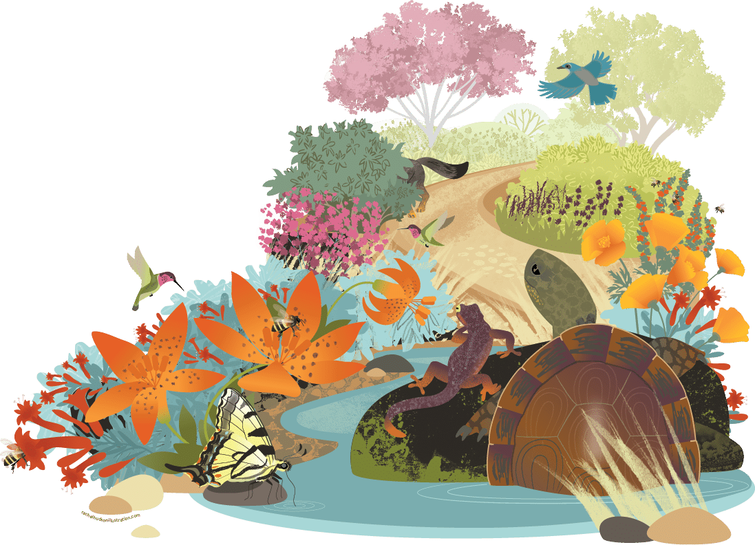 Illustration of CuriOdyssey Nature Story Loop. A group of animals sit on a rock in a pond. They look over a winding trail ahead.