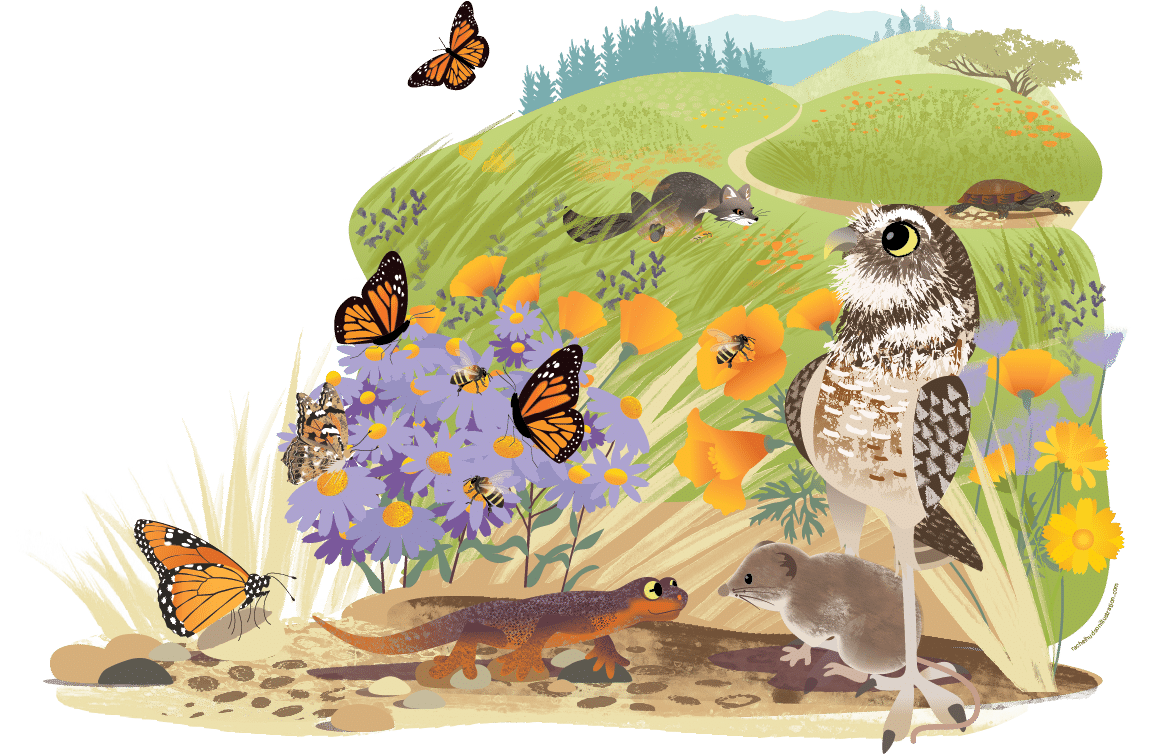 Illustration of CuriOdyssey Nature Story Loop. A group of animals look at a group of butterflies and a variety of California-native plants.