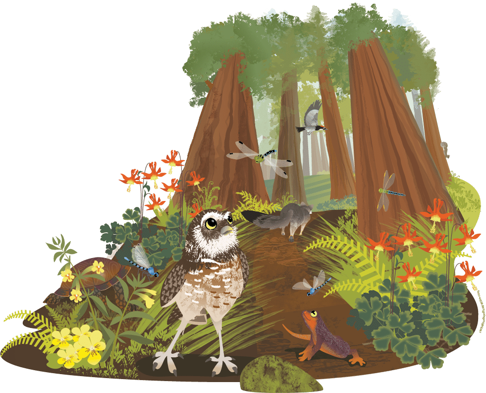 Illustration of CuriOdyssey Nature Story Loop. A group of animals admire a redwood forest. It is shown in perspective so that the trees are towering over the animals.