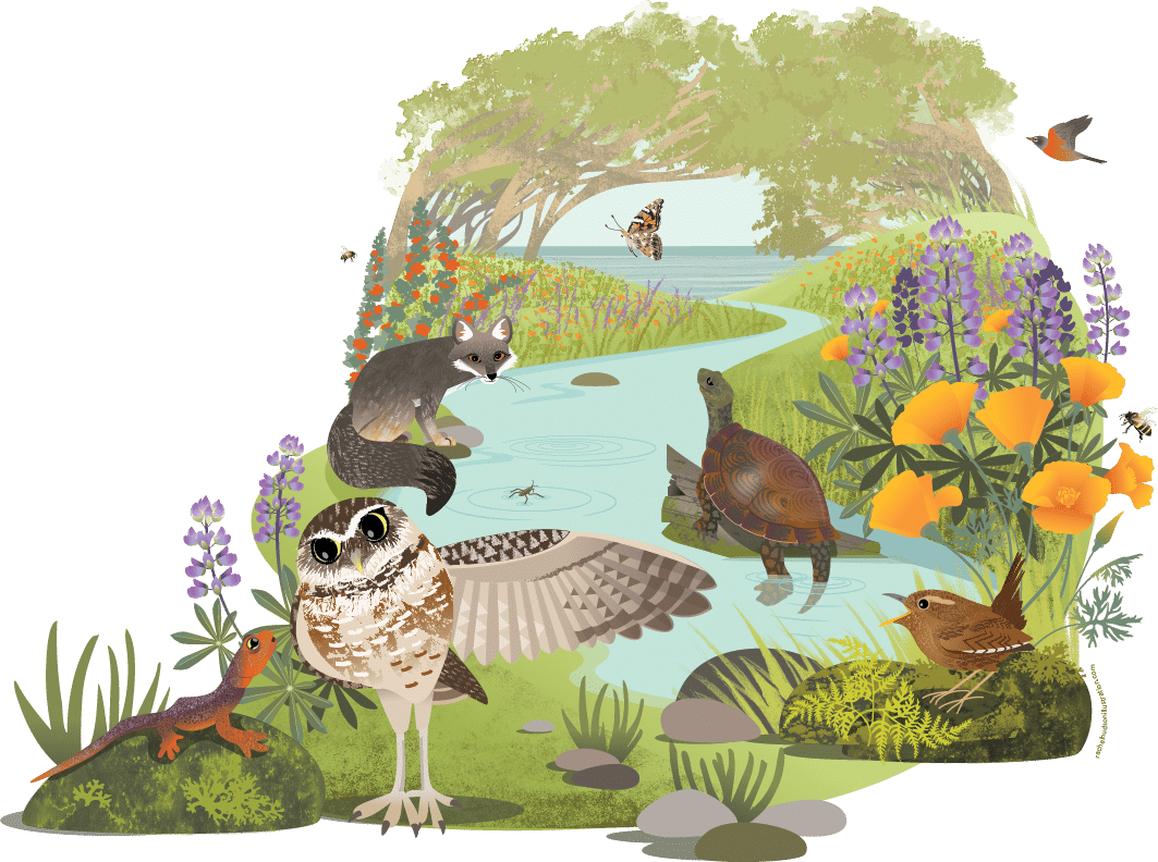 Illustration of CuriOdyssey Nature Story Loop. A group of animals explore a stream.