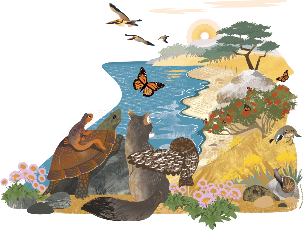 Illustration of CuriOdyssey Nature Story Loop. A group of animals admire a sunset along a shoreline.