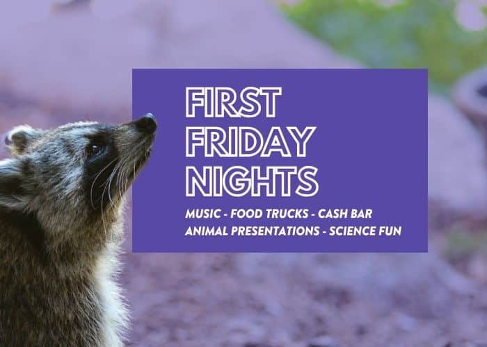 A raccoon gazes upward against a softly blurred purple-tinted background. A purple box beside it reads “First Friday Nights: Music, Food Trucks, Cash Bar, Animal Presentations, Science Fun.”