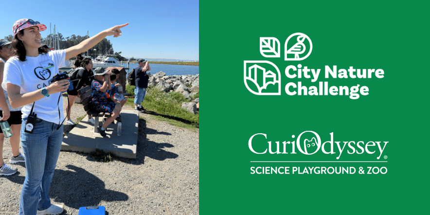 Image of educator with hikers exploring the Marsh at Coyote Point park in San Mateo alongside logos for the City Nature Challenge and CuriOdyssey.