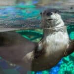 Gunner the North American River Otter swimming in his habitat at CuriOdyssey