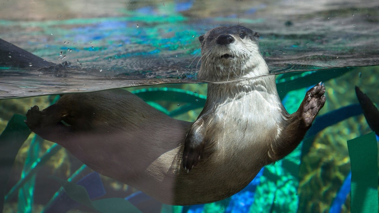 Gunner the North American River Otter swimming in his habitat at CuriOdyssey