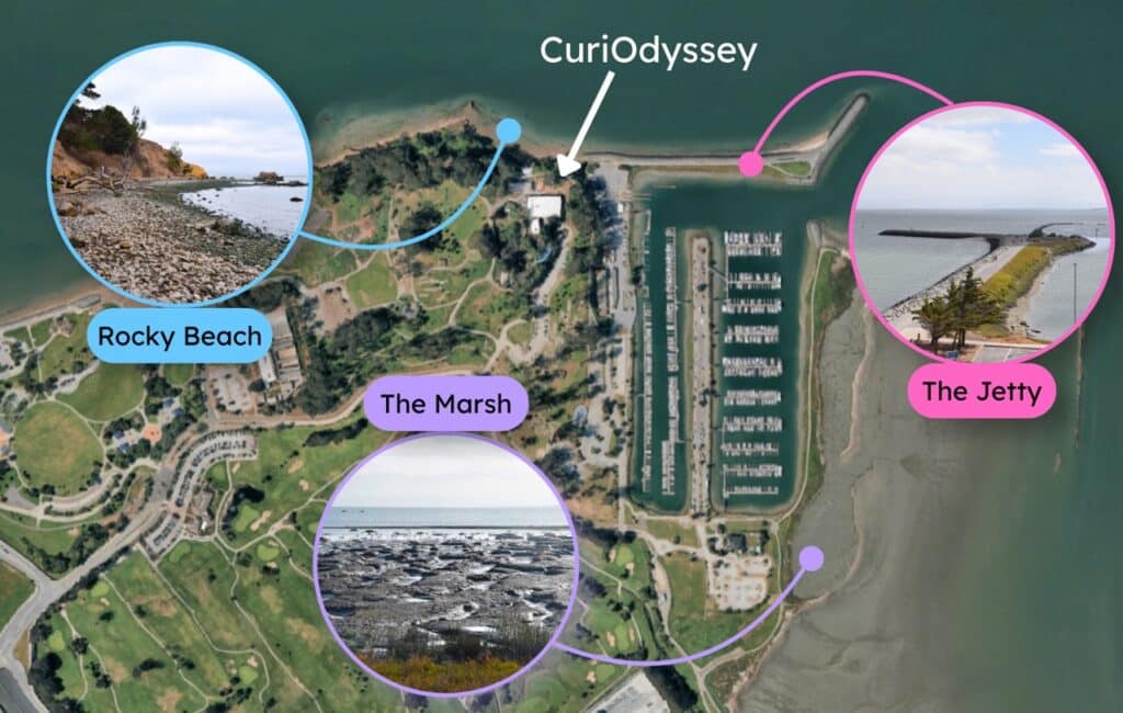 A satellite view of Coyote Point Recreation Area. Three locations are marked with a dot, which connects to a circle showing a photo of the location. The three locations are the Rocky Beach, to the north; the Jetty, to the northeast; and the Marsh, to the southeast. A white arrow points out where CuriOdyssey is, between the three locations.