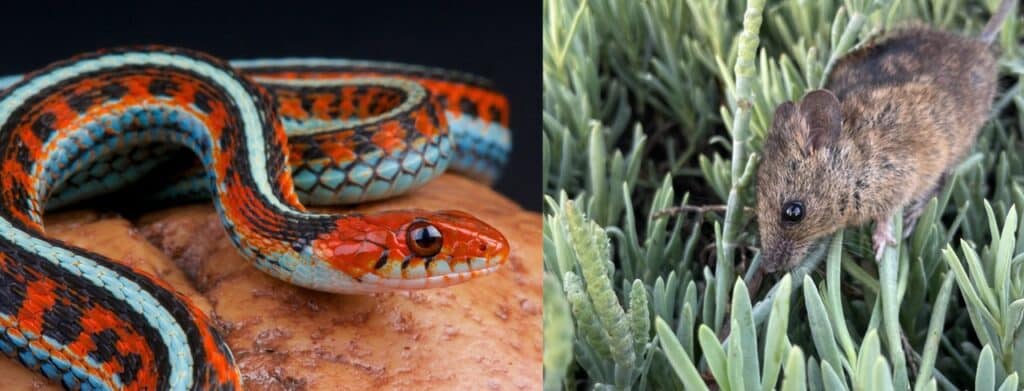 Two photos, one showing the San Francisco garter snake and the other showing the salt marsh harvest mouse. The snake is red with a white stripe and belly and black markings. The mouse is brown and climbing through green pickleweed. 