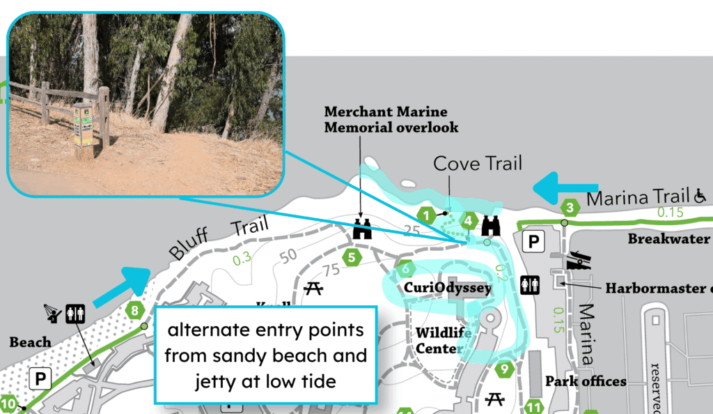 A map of Coyote Point, showing the route from CuriOdyssey to the Rocky Beach, highlighted in light blue. The path goes down the Cove Trail. An inset photo shows the dirt trailhead for the Cove Trail, marked by a post with green and yellow signs. Blue arrows point inward from the main beach and from the marina trail, showing alternate access points. A text box reads, “alternate entry points from sandy beach and jetty at low tide”. 
