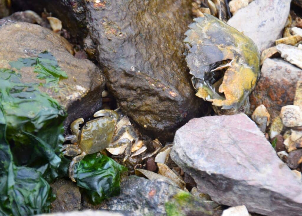 A small greenish crab among some brown rocks with green seaweed on them. A larger crab exoskeleton sits nearby. 