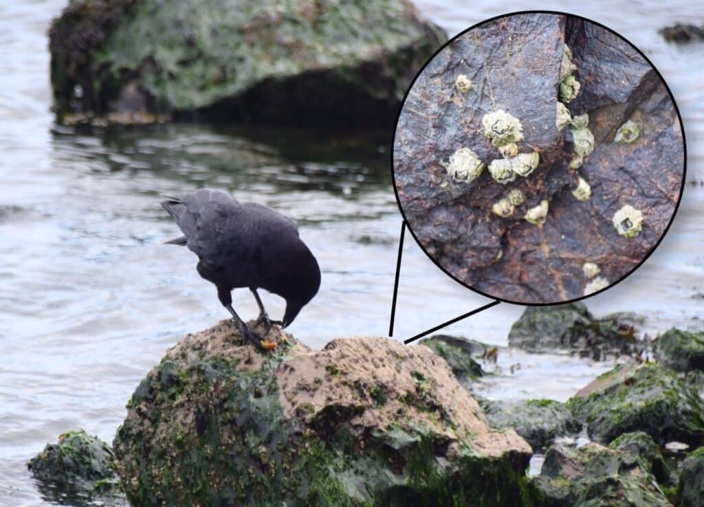 A photo of a crow perched on a rock covered in barnacles and seaweed. The crow is eating an orange snail. An inset photo shows a close-up of some barnacles attached to the rock. 
