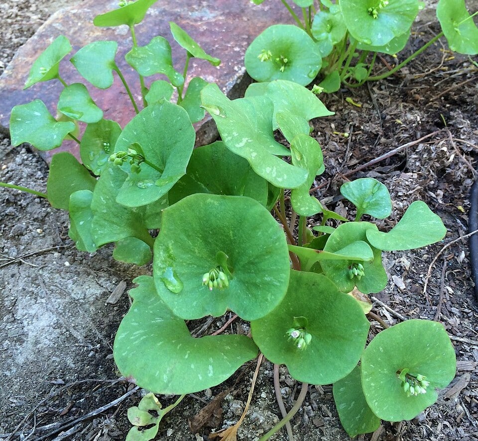 A photo of rooreh, or miner’s lettuce: a bright green plant with round leaves with a group of small white flowers growing out of the middle of the leaf.
