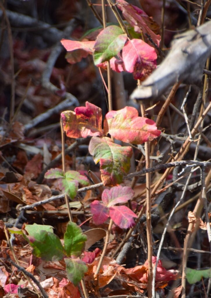 A photo of poison oak, a plant with green and red leaves that are lobed like an oak tree’s leaf. The leaves grow in groups of three. 