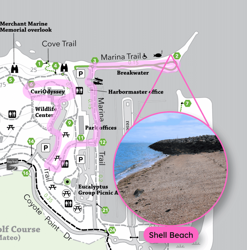 A map of Coyote Point, showing the route from CuriOdyssey to the Jetty highlighted in pink. An inset photo, pointing to the bend in the Jetty, shows part of the Shell Beach. 
