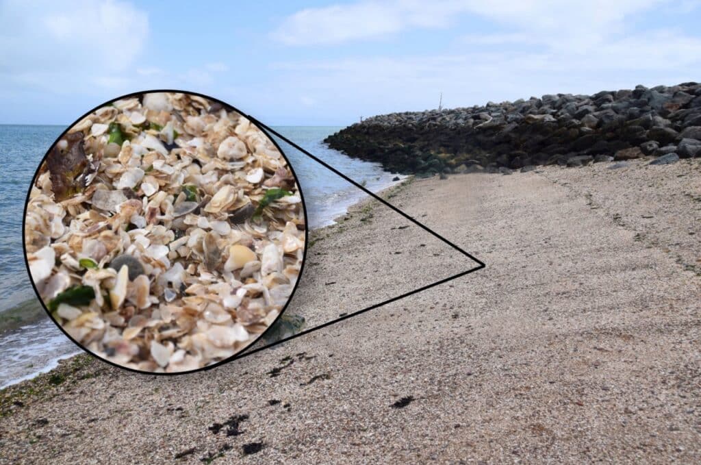 A photo of the Shell Beach, with the Jetty extending in the background and the Bay on the left. An inset photo shows a close-up of the seashells that make up the beach. 