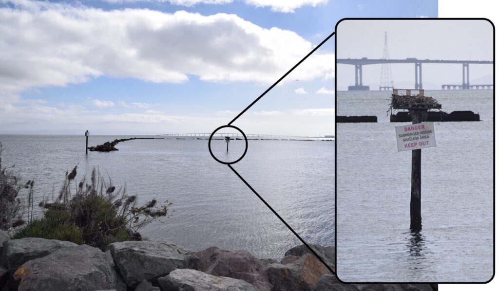 A photo of the bay as seen from the end of the paved trail on the Jetty. A channel marker pole in the middle is circled, and an inset photo shows a closer view of the pole. The pole is topped with a flat platform, which holds a nest made of sticks. Below the platform is a sign that reads, “danger, submerged rocks, shallow area, keep out”. In the background, the San Mateo-Hayward Bridge is visible. 