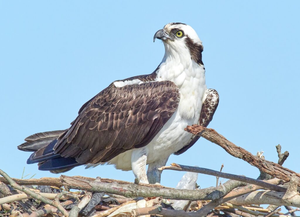 A close-up photo of an osprey standing on its nest. The osprey is a bird of prey with a sharp, hooked beak, yellow eyes, a white head and body, and brown wings. The nest is made of sticks. 