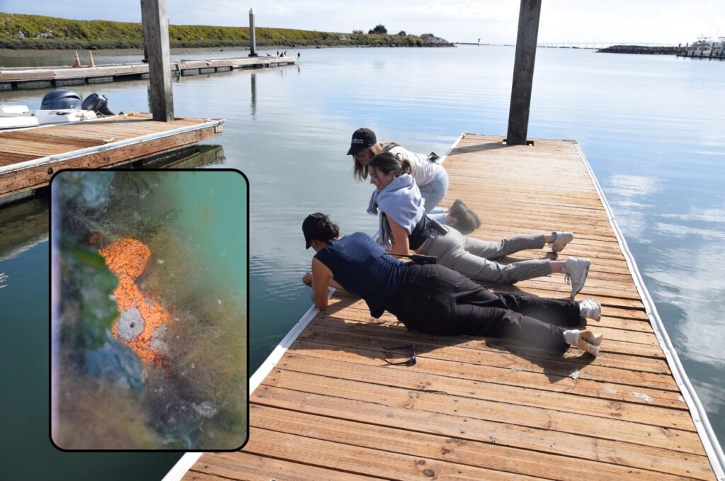 A photo of three people lying or kneeling on a wooden dock, looking down into the water on the left side of the dock. Two other docks stick out into the water, and the Jetty extends across the background. An inset photo shows a group of orange sea squirts nestled among some seaweed, attached to the edge of the dock. 
