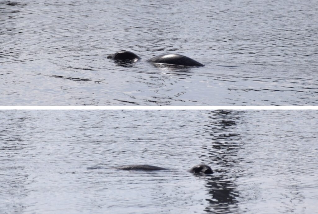Two photos of a gray harbor seal swimming in the Coyote Point marina. In one photo, the seal is facing to the left, and in the other, it’s swimming to the right and looking toward the camera. 
