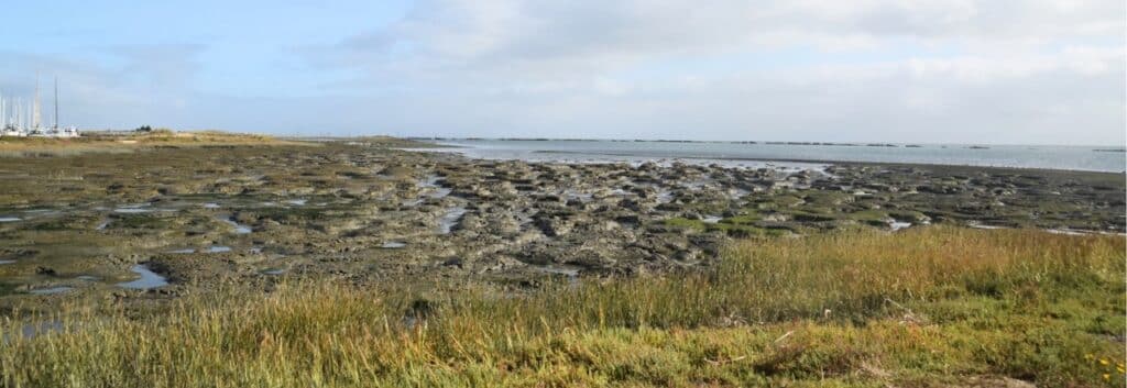 A photo of the salt marsh at Coyote Point. The foreground is green salt grass and pickleweed. The midground is lumps of brown mud with green algae on top, with water in between the lumps. The left side of the background shows sailboats in the marina, and the right side shows the Bay.
