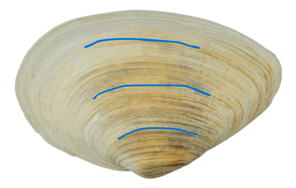 A photo of a clamshell with growth rings. Blue lines highlight some of the rings. 