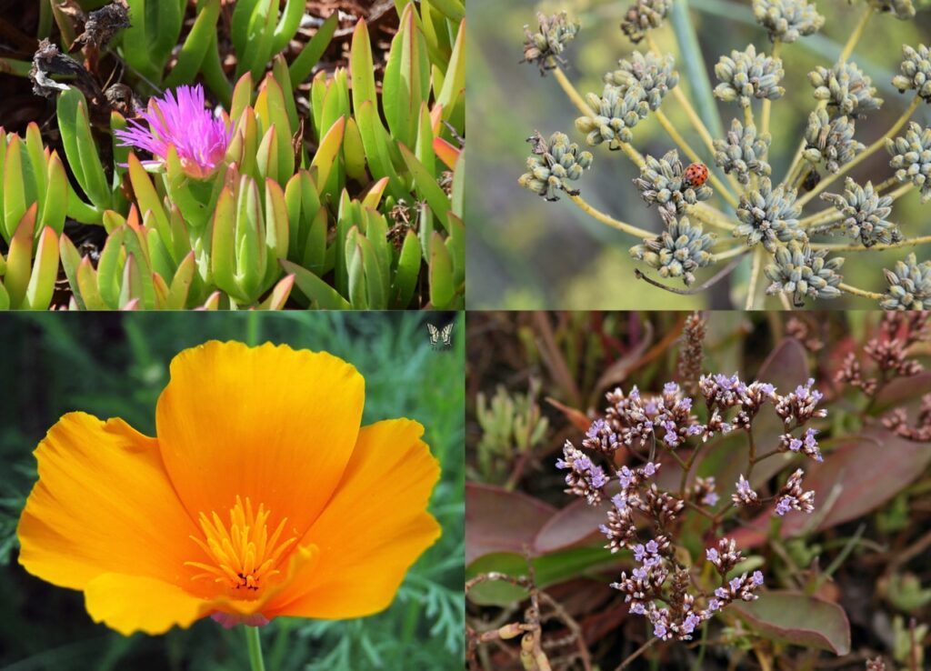 Four photos showing different plants. The top left photo shows ice plant, a succulent with thick green stems with red edges and a bright pink flower with many thin petals. The top right photo shows fennel, a plant with lots of thin stems and tiny green flowers, with a ladybug perched on one bunch of flowers. The bottom right photo shows California sea lavender, a plant with clusters of tiny purple flowers on thin brown stems. The bottom left photo shows California poppy, a bright yellowy-orange flower with large wide petals. 